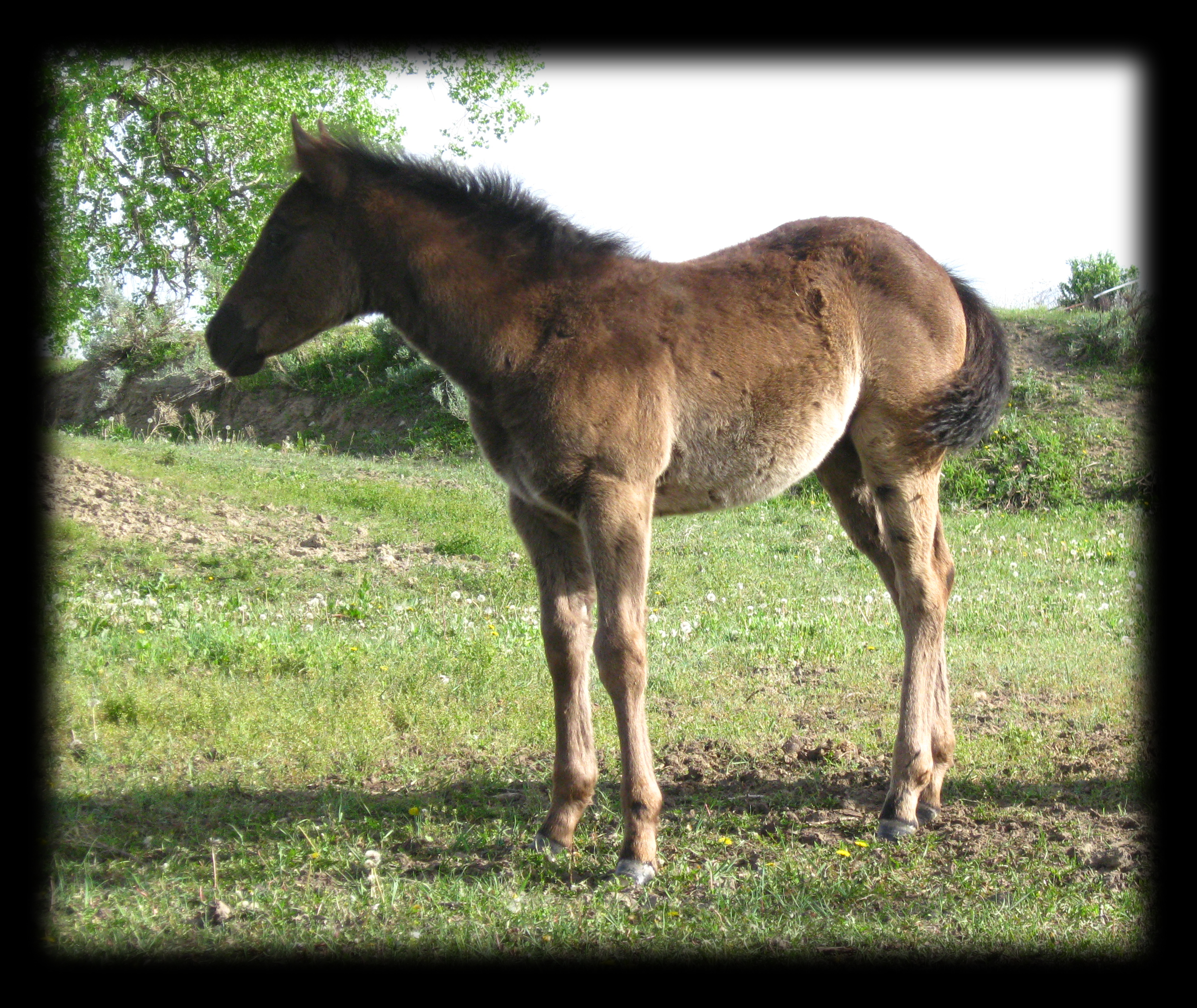 2011 Black Filly , Joe Hancock and Blue Valentine.